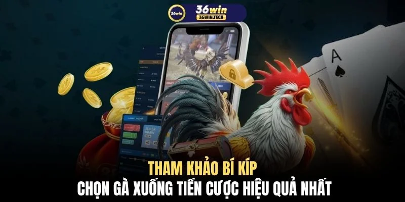 Tổng Hợp Bí Kíp Chọn Gà Chiến Chuẩn Xác Thu Hút 50.000 Sư Kê 2 Tham khảo bí kíp chọn gà xuống tiền cược hiệu quả nhất